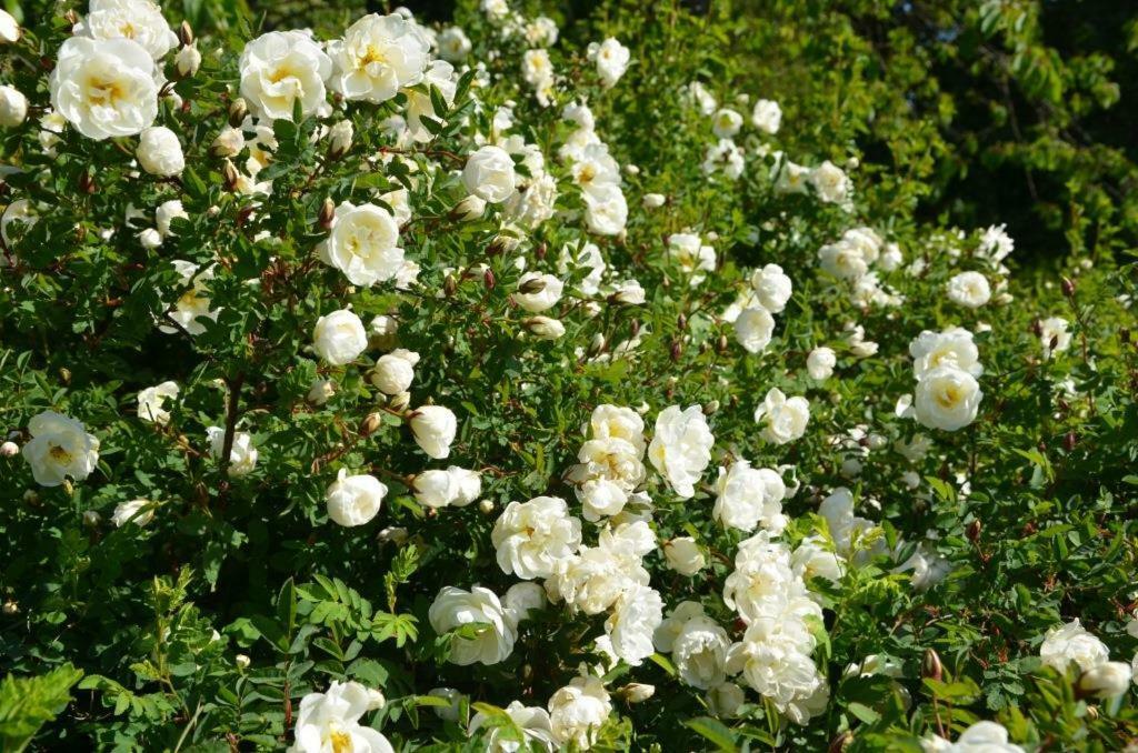 Färjestaden Rosenborgs Friluftspensionat מראה חיצוני תמונה